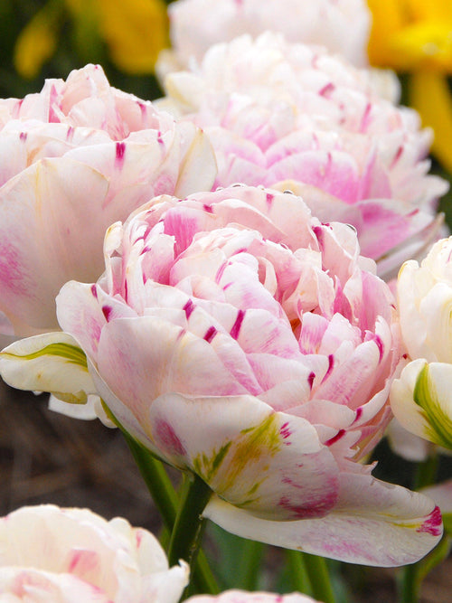 Tulpenbollen Kopen Danceline