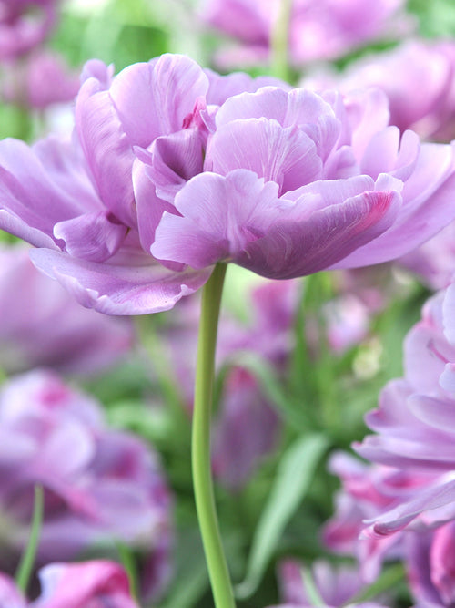 Tulp Dancing Passion