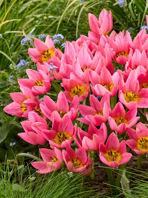 Tulipa Daniella in bloei