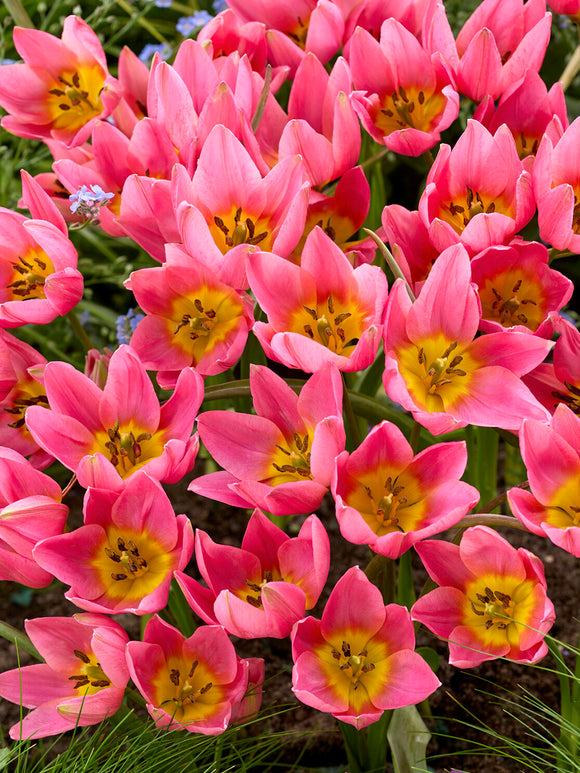 Stervormige tulpenbloem