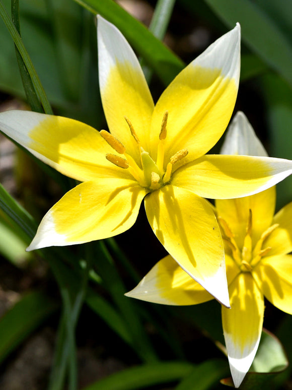 Tulpen Dasystemon Tarda - Bloembollen