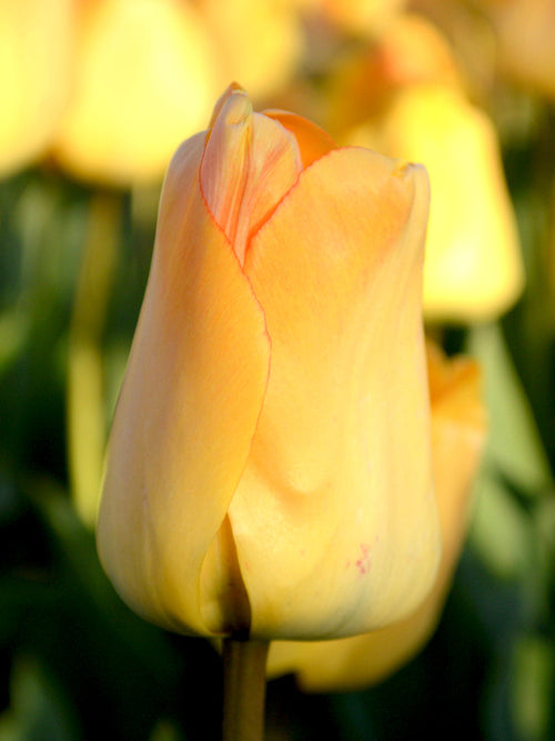 Tulpenbollen kopen DayDream