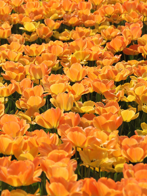 Daydream Tulpenbollen