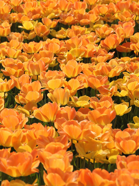 Daydream Tulpenbollen