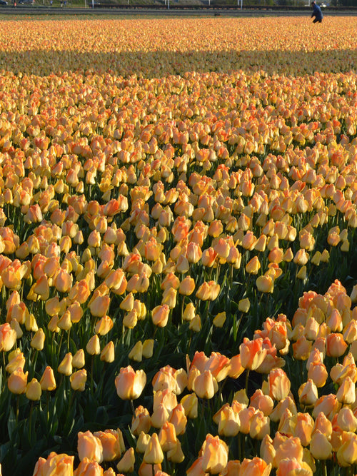 Daydream Tulpenbollen