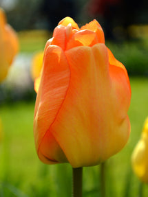 Tulp Daydream
