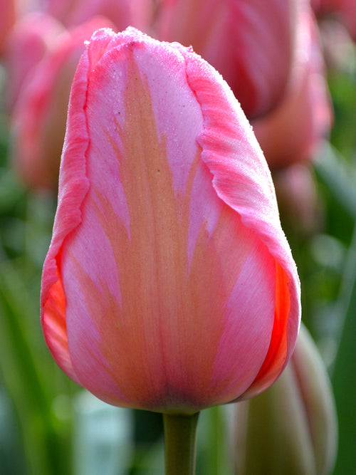 Tulpenbollen Design Impression