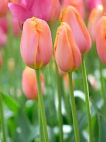 Tulp Dordogne