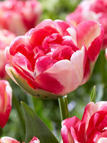 Tulp Double Blizz