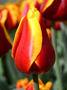 Tulp Dow Jones