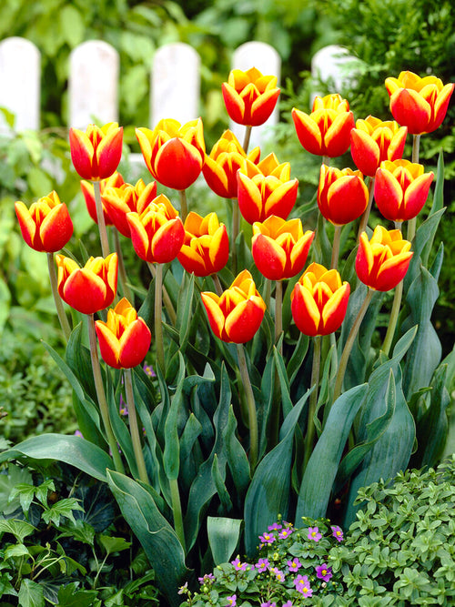 Triumph Tulpenbollen - Dow Jones