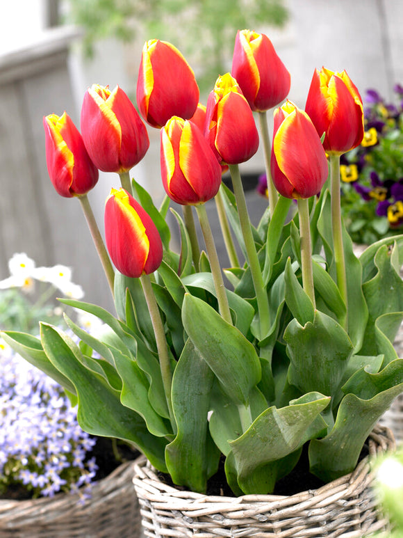 Tulpenbollen kopen Dow Jones
