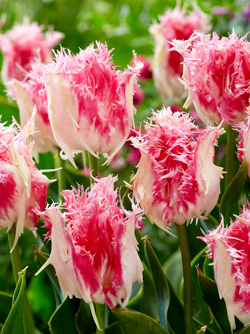 Gefranjerde tulp Drakensteyn in volle bloei in het voorjaar
