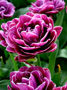 Tulp Dream Touch