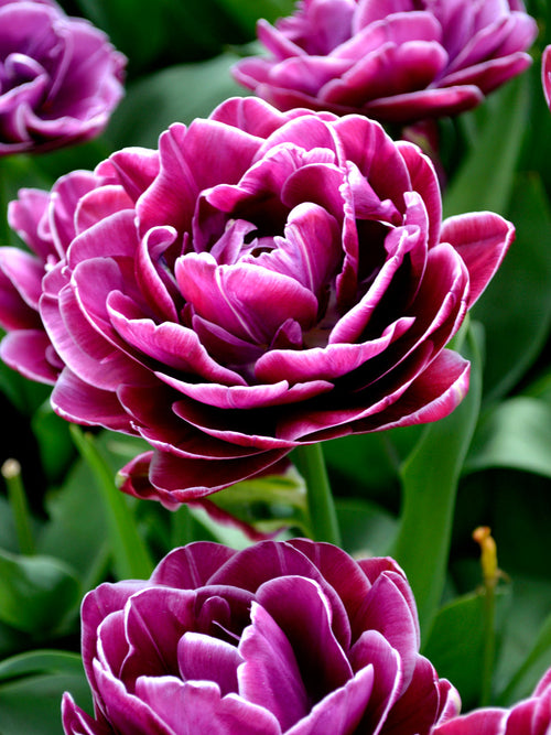 Tulip Bulbs - Dream Touch