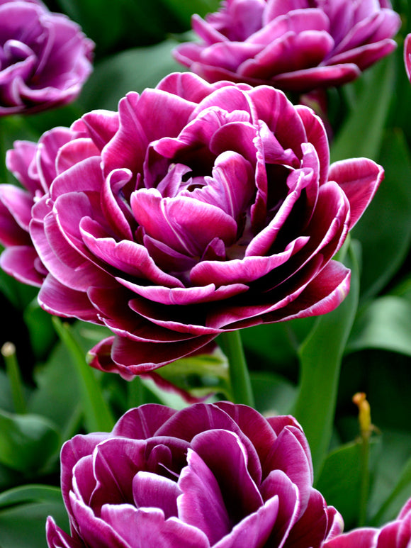 Tulip Bulbs - Dream Touch