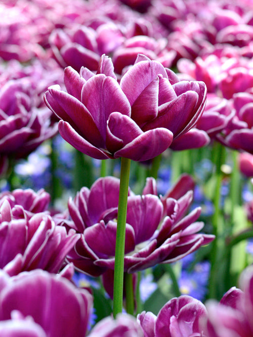 Tulip Dream Touch Bulbs