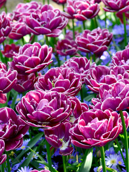 Dream Touch tulips bulbs from Holland