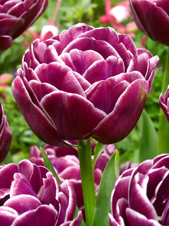 Tulip Bulbs Dream Touch from Holland