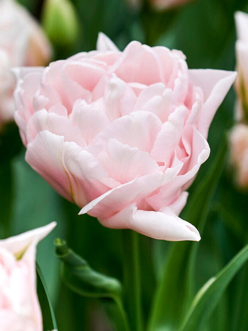 Best Pink Peony Tulip Dreamer®