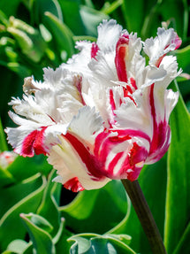 Tulp Estella Rijnveld