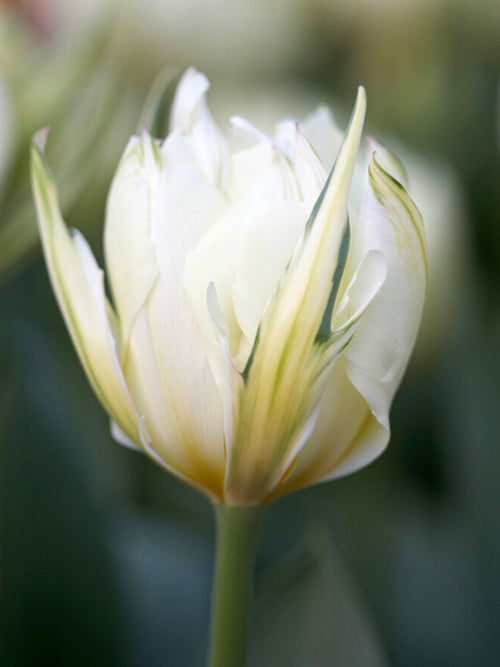 Tulip Bulbs Exotic Emperor 