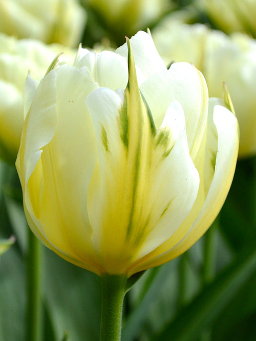 Tulip Bulbs Exotic Emperor 
