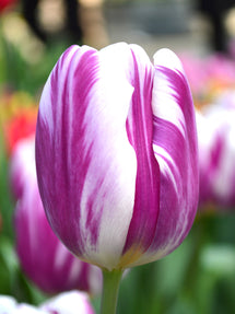 Tulp Flaming Flag