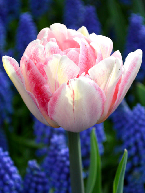 Tulpen Bollen Foxtrot