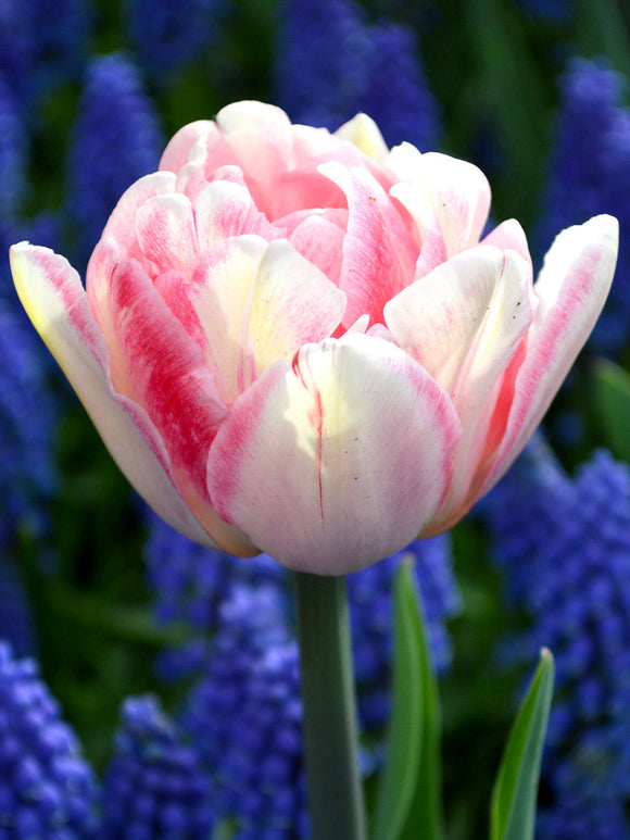 Tulpen Bollen Foxtrot