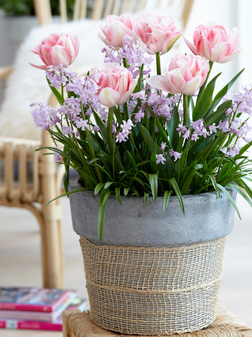 Tulpen Bloembollen Foxtrot