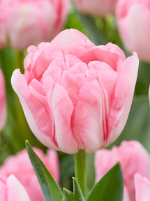 Tulp Foxtrot