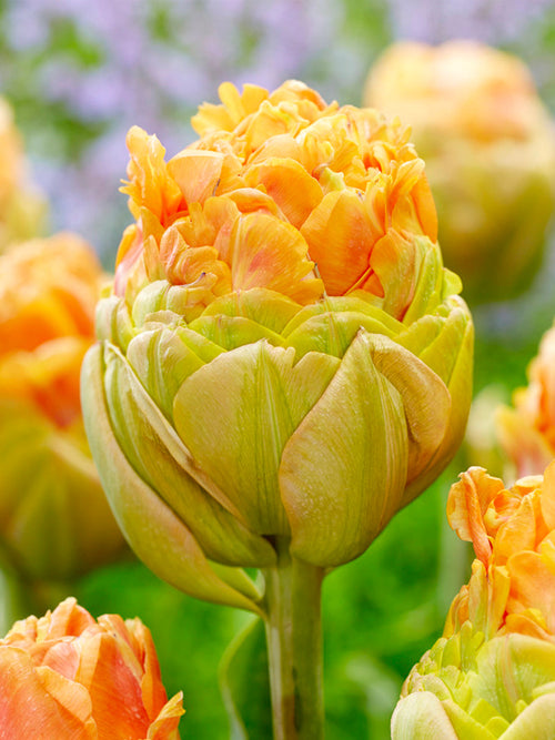 Tulpenbollen Giant Peach