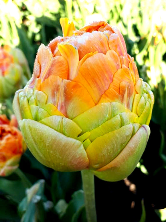 Tulp Giant Peach - Koop tulpenbollen