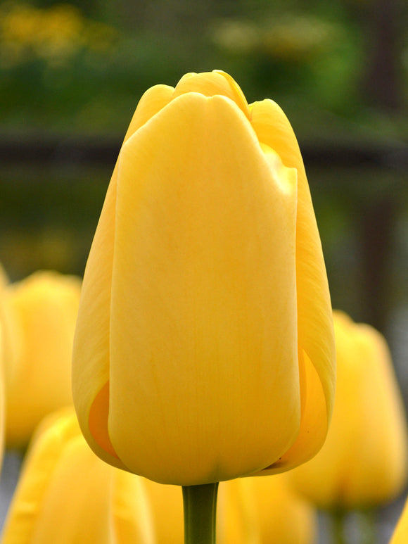 Tulp Golden Parade bestellen