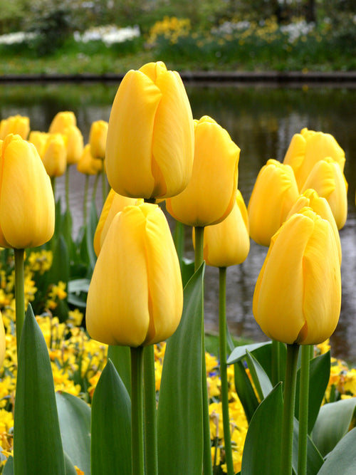 Tulpenbollen Golden Parade