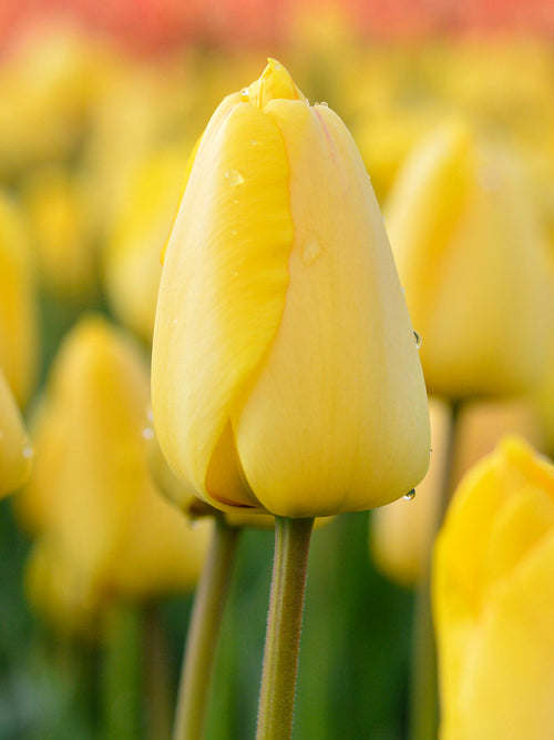 Koppen Tulp Golden Parade