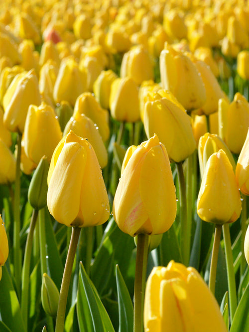 Tulp Golden Parade