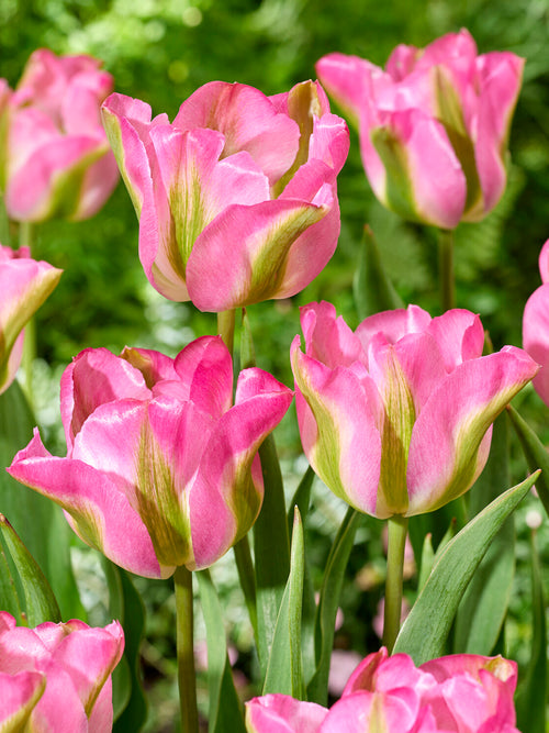 Roze tulp met groene tekening