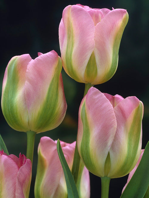 Voorjaarsbloeiende Tulp Greenland
