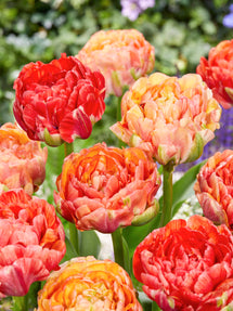 Tulp Gudoshnik Double