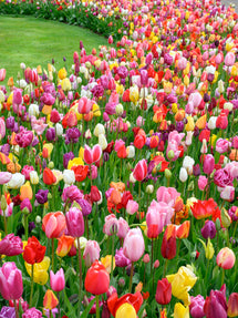 Tulp Houston Triumph Mix