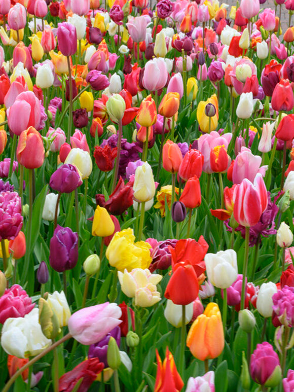 Kopen Tulp Houston Triumph Mix