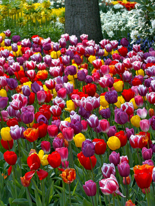 Tulp Houston Triumph Mix