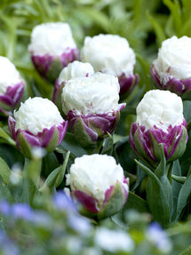 Tulp Ice Cream