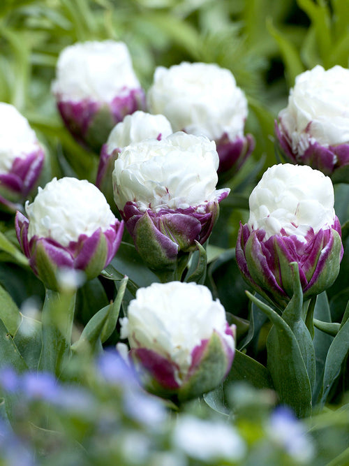 Tulp Ice Cream Bollen