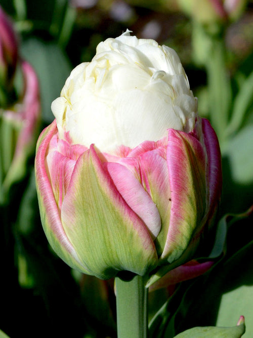 Kopen Tulpenbollen Ice Cream