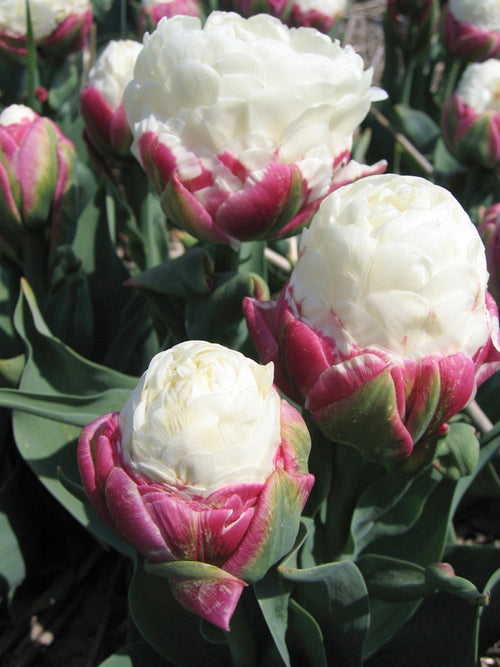 Tulp Ice Cream | DutchGrown™