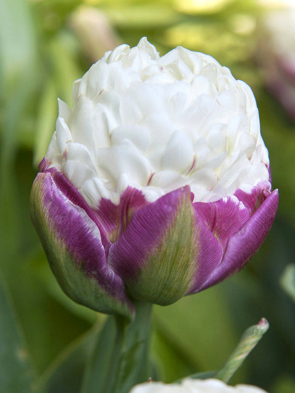 Kopen Tulpenbollen uit Nederland
