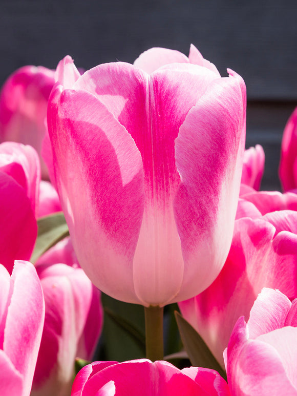 Tulip Bulbs White and Pink - Innuendo